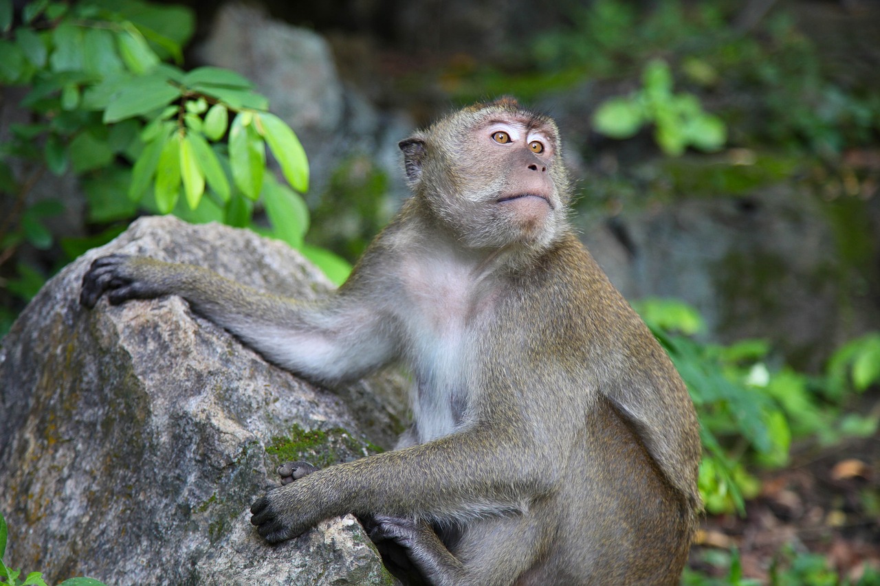 二四六香港資料期期中準(zhǔn)：狗、鼠、虎、猴