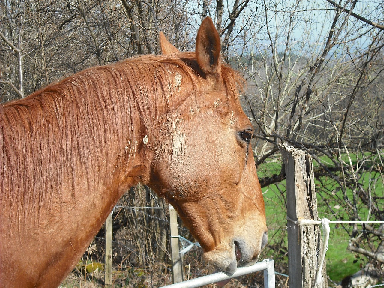 2004新澳正版免費大全：本期推薦羊、鼠、馬、虎