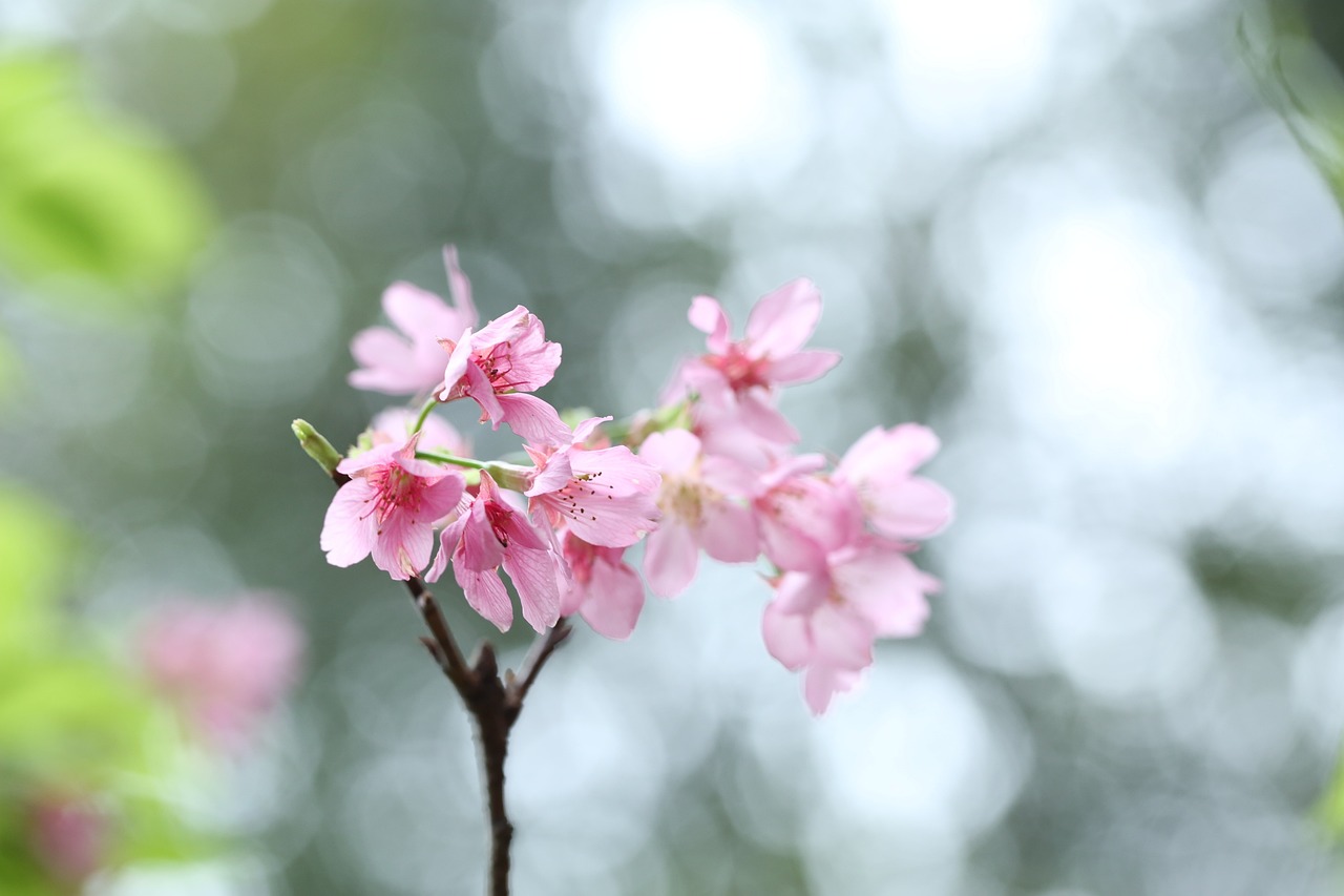 櫻花電視劇，藝術(shù)之美與情感之韻的綻放