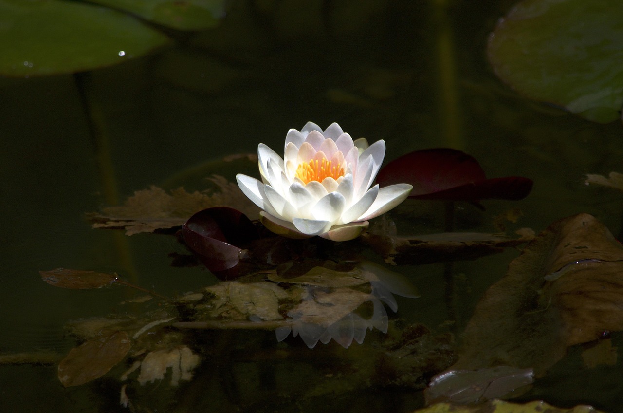 荷花動漫，藝術之美與數(shù)字世界的完美交融