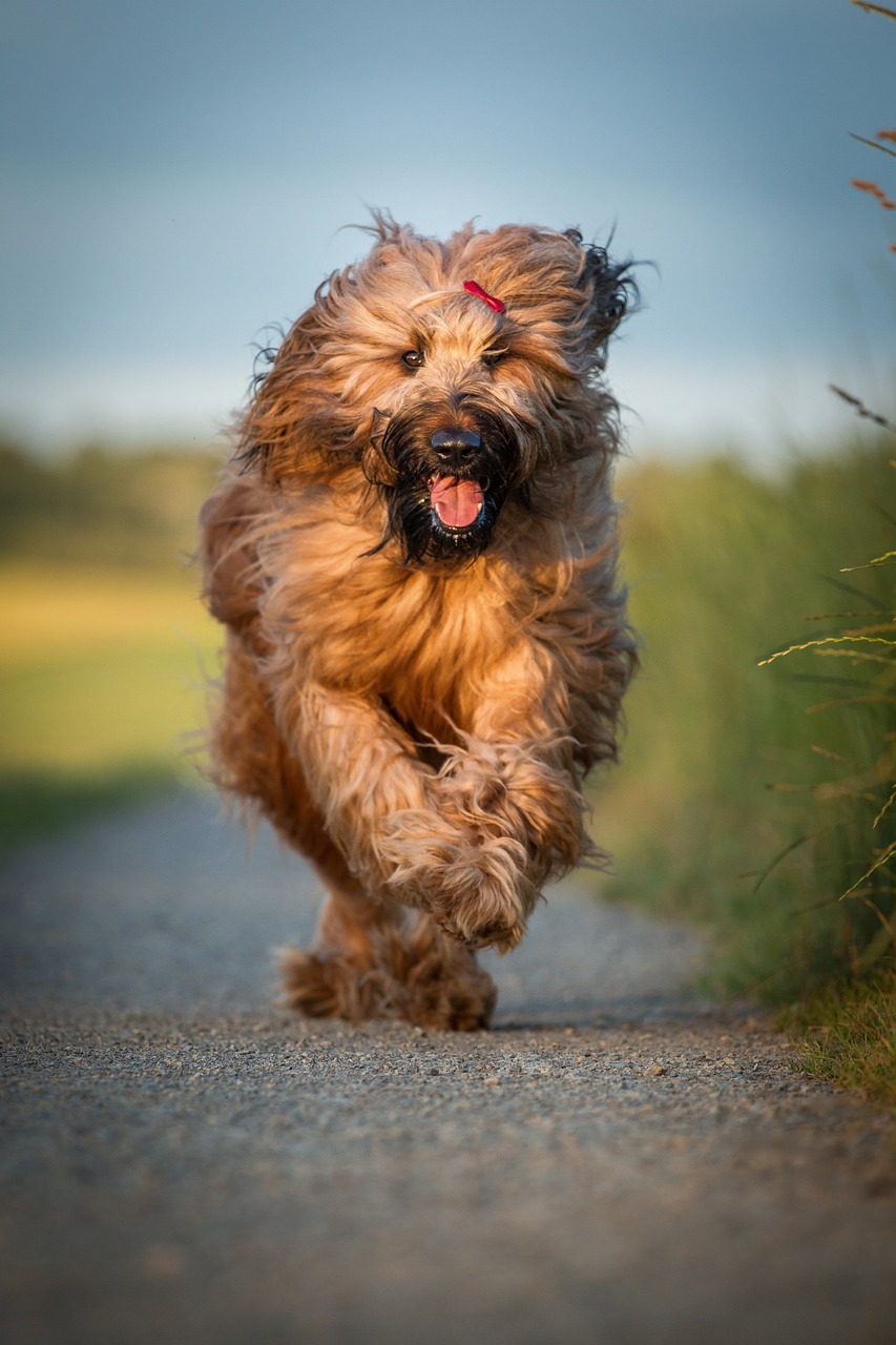 比賽犬，賽場速度與激情的較量