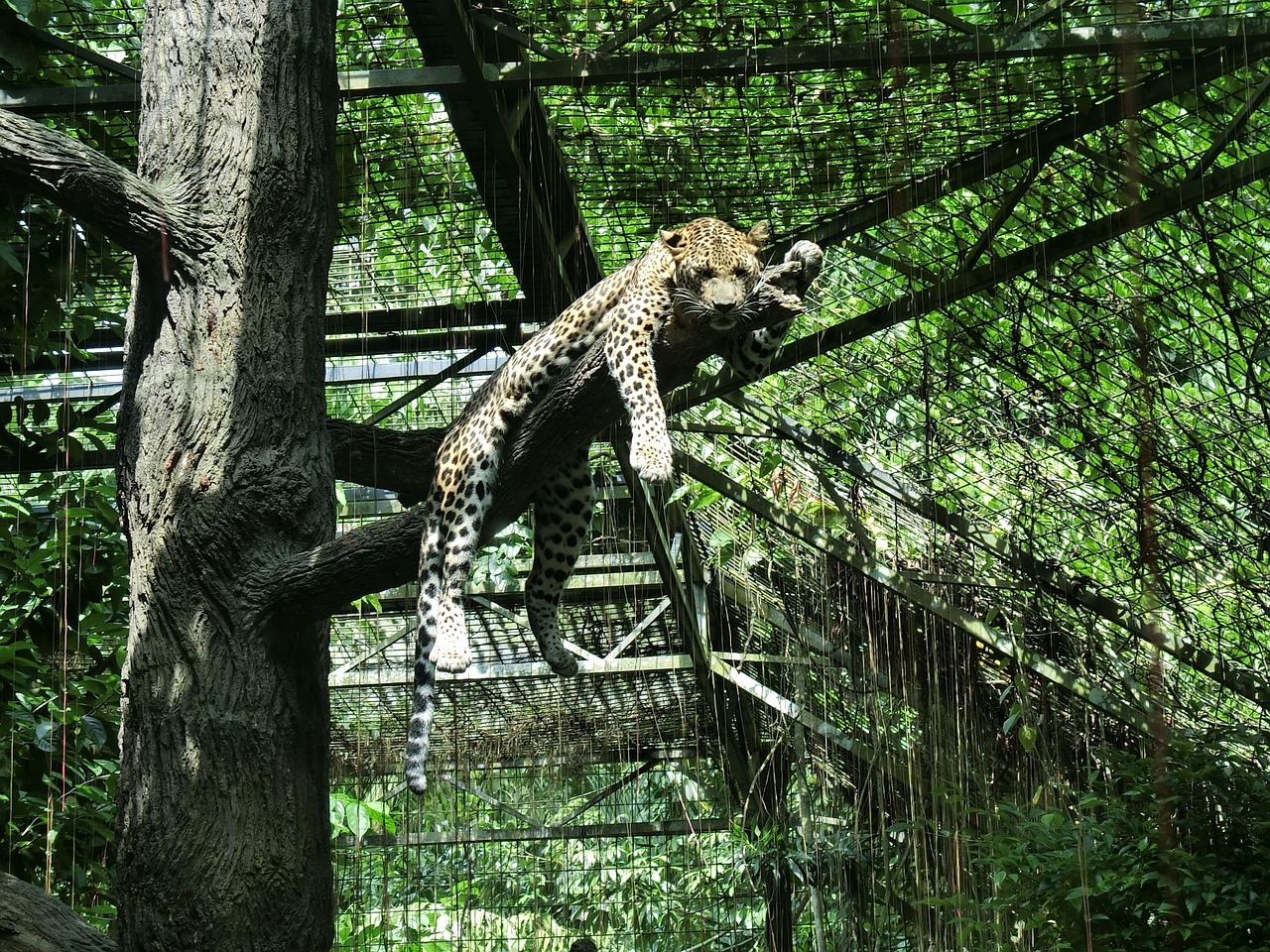 最新瘋狂動(dòng)物園解鎖版，開啟動(dòng)物樂園新篇章的探索之旅